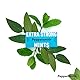 Peppersmith 100% Xylitol Mints Eukalyptus und Pfefferminze 15 g, (12 x 15 g), 1er Pack (1 x 0.18 kg)