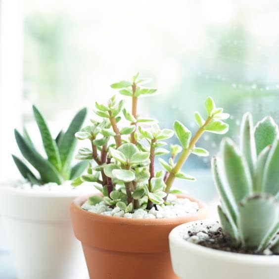 Miniatura 2 de Portulacaria afra - Arbusto de elefante abigarrado  Planta viva suculenta  Árbol del dinero de la suerte, decoración única de regalo para suculentas