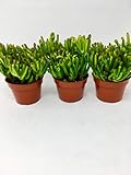 'Hobbit' Jade Plant - Crassula ovuta - Easy to Grow - 4' Pot (2)