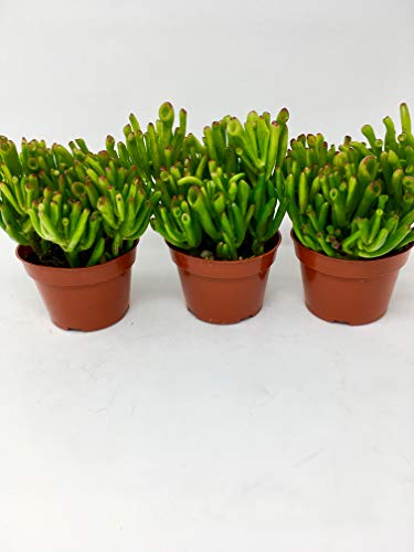 'Hobbit' Jade Plant - Crassula ovuta - Easy to Grow - 4 Pot (2) 'Hobbit' Jade Plant - Crassula ovuta - Easy to Grow - 4" Pot (2)