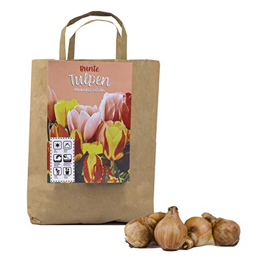 Buntes Set aus 50 Tulpen Zwiebeln in Geschenkverpackung - Frühjahrsblüher, winterharte Knollen - blühen in verschiedenen Farben (50 Tulpen Zwiebeln)