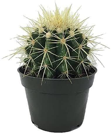 Guruji Plantation Barrel Cactus Indoor Succulent Plant For Home and Garden with Pot (Pack of 1) (Old Lady Cactus Plant) (B0BNJGGDYH) Amazon Price History, Amazon Price Tracker