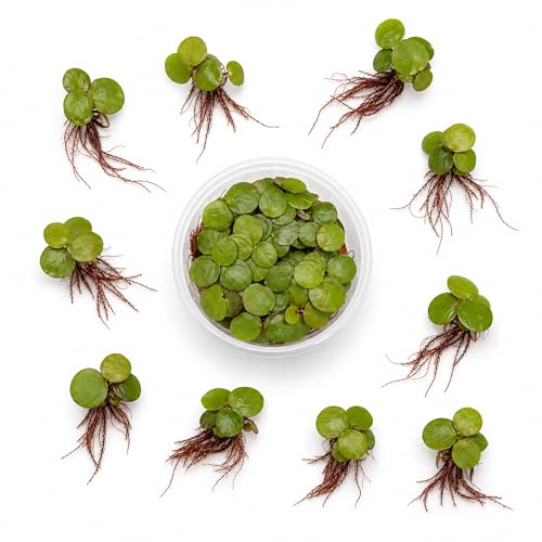 Canton Aquatics Red Root Floaters Live Plant Floating Plants for Aquarium Surface Shade Easy Care for Freshwater Fish Tanks and Ponds 1-2 Ounce Portion