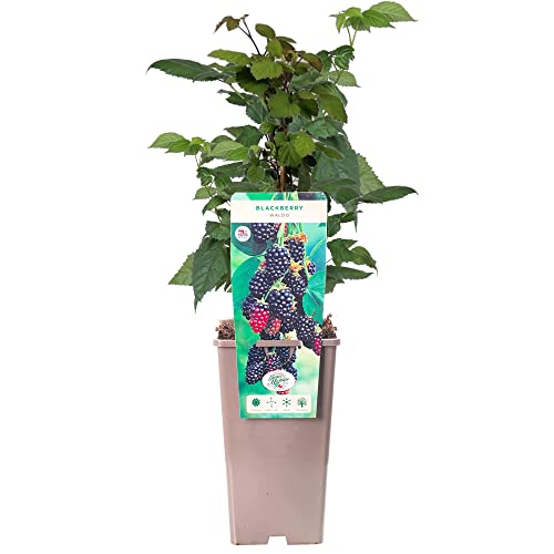 BlackBerry Rubus Waldo | Deciduous Compact Fruit Plant Shrub | 30-50cm Potted