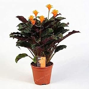 . 50 PCS rari Calathea Bonsai aria rinfrescata Piante Bella Fiori Bonsai Office Desk Bonsai per il fiore ornamenti del giardino: 7: Only Seeds