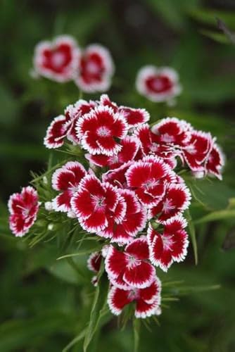 Image of Sweet William Flower Seeds - Vibrant Biennial Garden Flowers, Fragrant Blooms for Borders, Containers & Bouquets - Easy to Grow (Pack Of 50+ Seed)