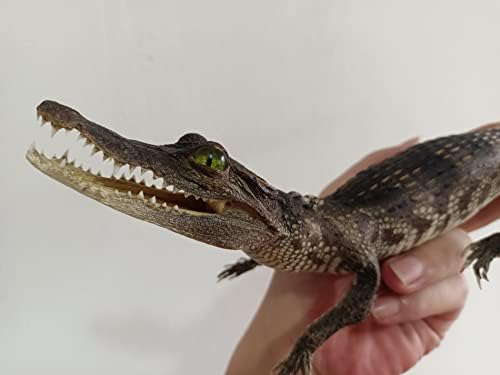 Animal Specimen Real Animal Skull Specimen Taxidermy Cleaned Skull Collection Fox, cat, Mink, Crocodile, Dog, Raccoon, Snake, Rabbit, Goat ，Muskrat，Nutria，Fox's paw (1pcs,Crocodile A)