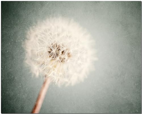 LISA RUSSO FINE ART - Dandelion Floral Wall Art Print - Not Framed - Girls Nursery Bedroom or Bathroom Decor - Shabby Chic Flower in Soft Grey Blue and Ivory (11x14 Print Only)