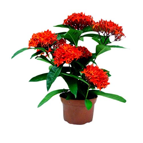 PlantaZee Live Outdoor Plant Pink Ixora Chethi, Thechi, Thetti Blossoming Plants Flower Garden Plant (B09G6ZX5PR) Amazon Price History, Amazon Price Tracker