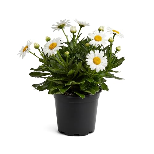 Shasta Daisy - Live Flowering Perennial (2 Per Pack) Blooms Spring and Summer 10 Tall by 4 Wide in 1.6 Pt Pot