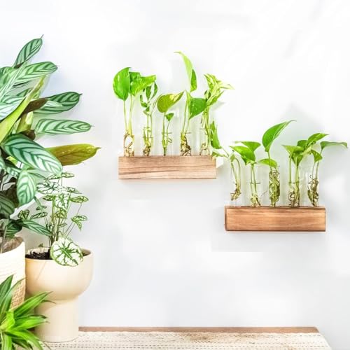 Image of ecofynd Test Tube Planter with Wooden Holder, Air Planter Glass Vase Holder with 5 Test Tube, Home Decor Hydroponic Plant Stand for Table Top, Desktop, Living Room, Office (TTP001)