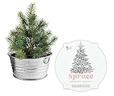 Buzzy Seeds Spruce Christmas Tree to Be Grow Kit,...