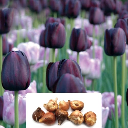 8 x Tulipa Moonlight Duet â€“ Contrasting Dark & Light 