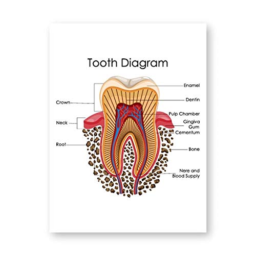 Impresiones De Diagramas De Dientes Humanos Arte De Pared De Clínica Dental Cuadro De Educación Médica Carteles De Biología Pintura En Lienzo Decoración De Oficina De Médico Carteles - 50X70Cm