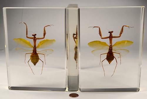 Image of Huge 6.9 inch Real Praying Mantis w /Open Wings in Crystal Clear Lucite Resin Specimen Preserved Animal Insect Bug Taxidermy Collection for Biology Science Education & Desk Ornament Display Paperweight