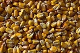 Bulk Whole Corn for Birds & Wildlife – 50 lb Bag – All-Natural, Wild Animal Feed – Ideal for Deer, Ducks, Squirrels, Turkeys & More – USA Grown & Chemical-Free