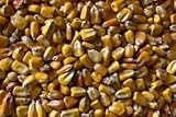 prdseed Bulk Whole Corn for Birds & Wildlife – 50 lb Bag – All-Natural, Wild Animal Feed – Ideal for Deer, Ducks, Squirrels, Turkeys & More – USA Grown & Chemical-Free
