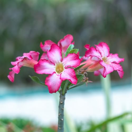 Semillas de la planta rosa del desierto plantas resistentes para balcones semillas de hierba rosa del desierto maceta semillas de flores jardín de hierbas semillas de hierbas plantas 2pcs