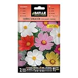 Floración: Verano y Otoño. Precisa de una exposición a pleno sol