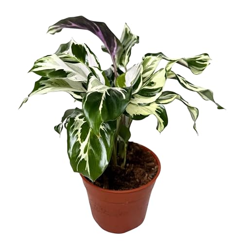 Calathea Stella &ndash; Live Indoor Plant in 6&Prime; Grower Pot, Easy Care Tropical Houseplant, Pet...