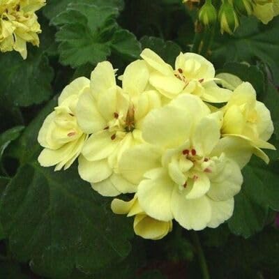 100pcs Yellow Ivy Geranium Flower Seeds