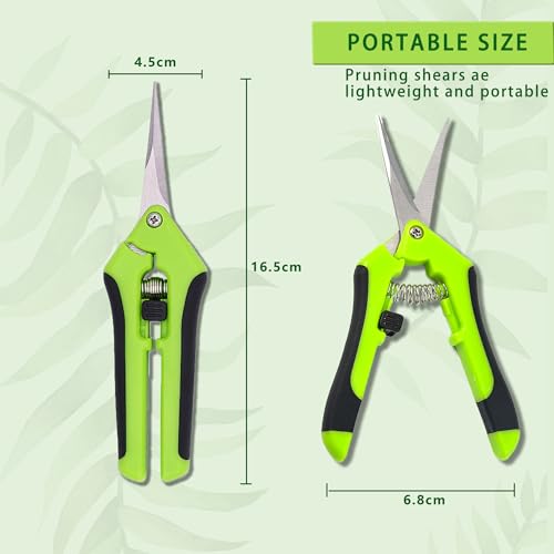 Zierpflanze Schnittblume Die 15 besten Produkte im Vergleich