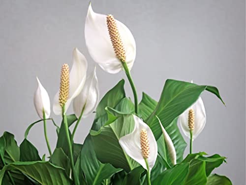 Image of Original Live Peace Lily or Spathiphyllum Plant Air purifier Good luck plant (Pack of 1 Without Pot)