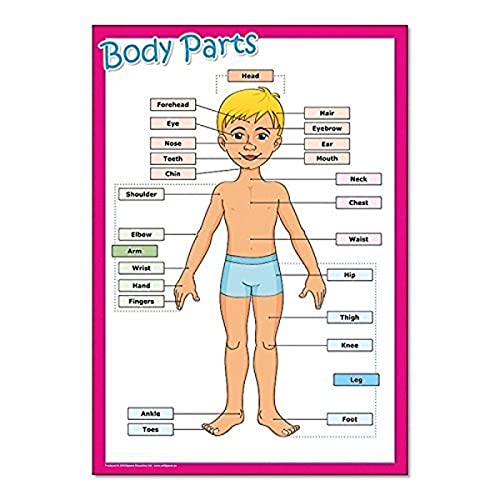 Wildgoose Education SC1124 Body Parts Poster