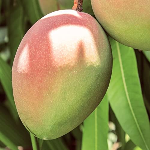 Naissance Refined Mango Butter (#304) 250g - Pure, Natural, Cruelty Free, Vegan - Moisturising and Nourishing - Ideal for Aromatherapy, Skincare, Haircare, Massage and DIY Beauty Recipes