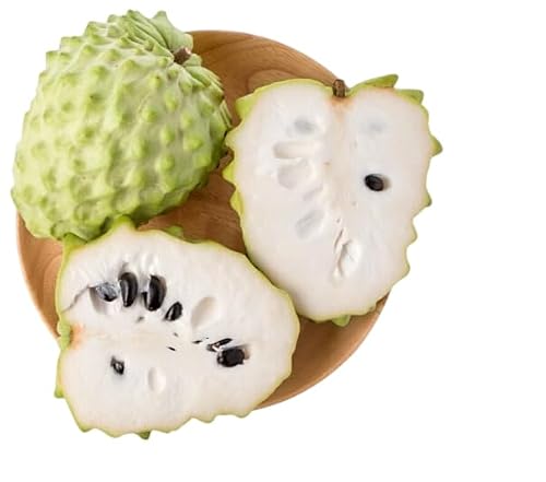 Atemoya Plant 1.5-2.5 ft Tall Gal Pot, Cross Sugar Apples with Cherimoya Plant Custard Apple Tree