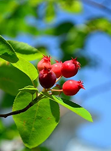 ルビーサンザシ 楽天市場】花庭木 ルビーサンザシ 苗木 山査子 別名 メイ