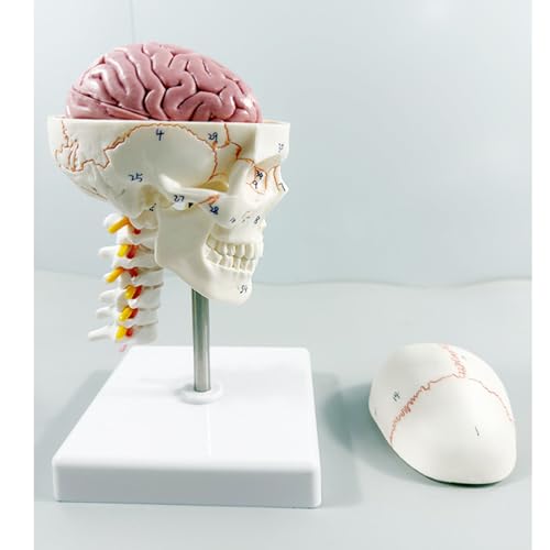 Luocute Human Skull Model, Removable Cranial Cap with Magnets and Pins, Weighted Base and Stainless Steel Support Rod, for Medical Professionals and Educators, 19x11x11cm