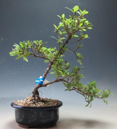 盆栽　皐月　年代物 盆栽皐月年代物