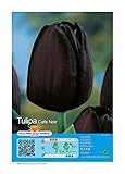 Tulpenzwiebeln : Tulpe ' Cafe Noir ' 20 Blumenzwiebeln