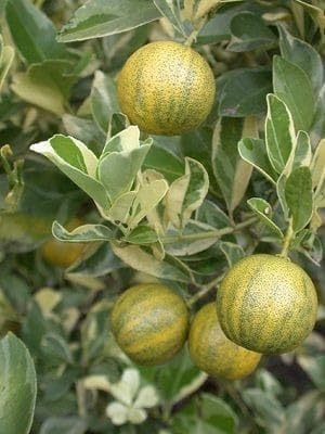 Image of GreenWorld Special Sweet & Rare Big Size Thai Variegated Malta /Mosambi (GRAFTED) Live Plant,Thailand Variety Lemon,''Fruit After 1 Year''