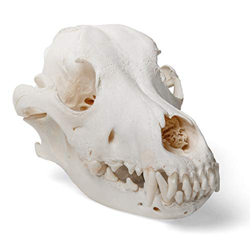 Image of 3B Scientific GmbH T30021M Dog Skull, M
