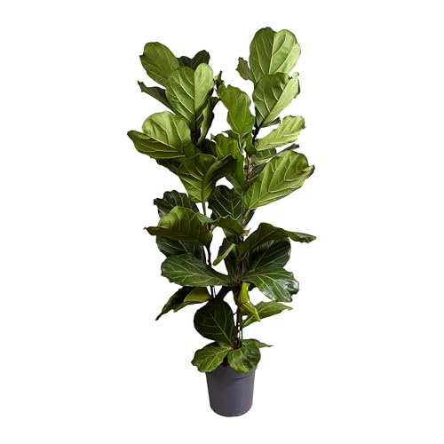 Bloomique - Ficus Lyrata - Geigenblatt - XXL Zimmerpflanzen - Luftreinigend - Pflegeleicht - 140-160 cm hoch - 30 cm Topf
