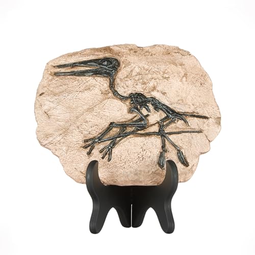 Image of 1st Heaven Resin Dinosaur Fossil Sculpture - Realistic Dinosaur Skeleton for Desk & Wall Display, Prehistoric Jurassic-Era Dino Decor, Unique Gift for Dino Lovers & Home Decor (Pterosaur)