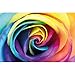 Price comparison product image GREAT ART® Poster  Rainbow Rose  Multicoloured Wallpaper Floral Mural Natural Colourful Design Posters Roses Decoration Colours Decor (55 x 39.4 Inch/ 140 x 100 cm)