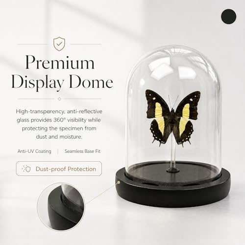 Real Taxidermy Butterfly Specimen Polyura narcaea Shadow Box, Butterfly Gifts for Women Girls with Glass Cover, Butterfly Decor for Bedroom Office Living Room Desk — view 6