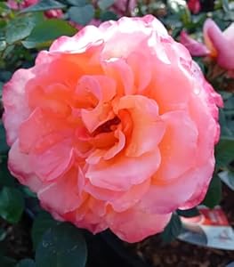 Rosen Beetrose 'Leonardo da Vinci' Edelrose