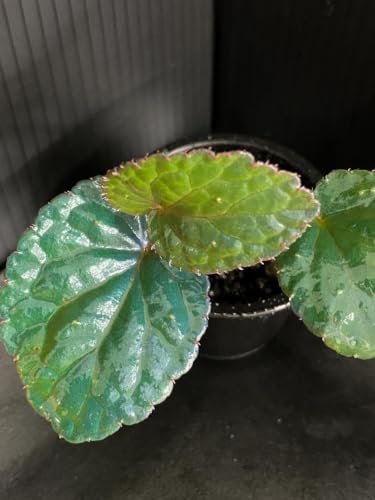 Begonia sp. Bac Kan �x�S�j�Asp. �o�b�J��