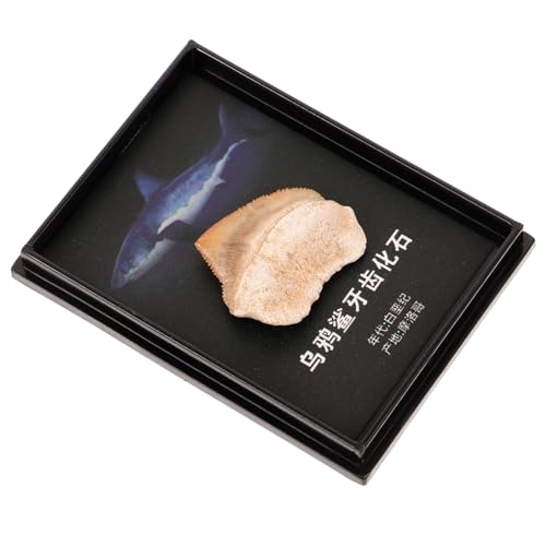 PRETYZOOM Specimen Paleontological Home Decor Novelty Desk Decoration Educational Teaching Prop Collectible Geological Display Boxed Crow