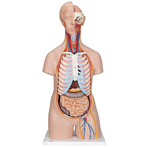 3B Scientific B11 Plastic 16 Part Classic Unisex Human Torso Model, 9.8 Length x 15 Width x 34.3 Height