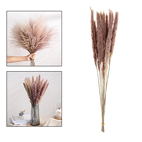 gazechimp de 35 Cm. de Pampa Seca Natural Phragmites Communis Flores Secas para Casa, Escritório, Ca