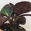 Hemigraphis alternata Purple Waffle, 2" Plant #4