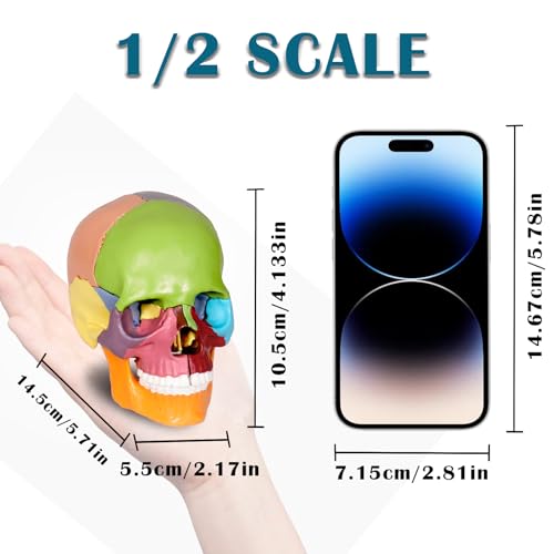 Image of breesky Human Skull Model for Anatomy, 15 Parts Human Anatomy Exploded Skull, Detachable Palm-Sized Mini Human Color Medical Skull Model, Learning with Color Study Manual