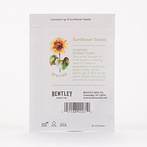Gracias! 25 Sunflower Seed Packets For Planting - Helianthus Flower Seeds - Garden Seed To Grow Live Plants - A Beautiful Gift That Says Thank You In Spanish - Bentley Seed Co. #TOP1