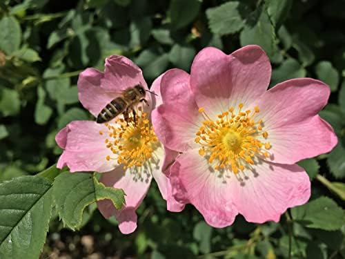 Dog Rose (Rosa canina) Field Grown Bare Root Hedging Plants Tree Whip Sapling (Single - 10 Packs) (1, 3ft (90cm))