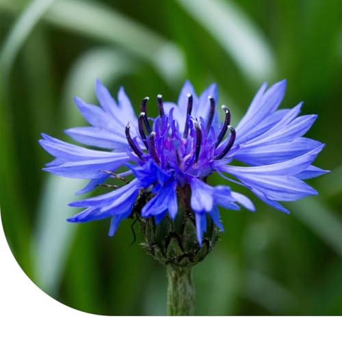 Graines de bleuet - Centaurea cyanus - 7.500 graines - Fleurs bleues à violettes - Très faciles à semer et à entretenir